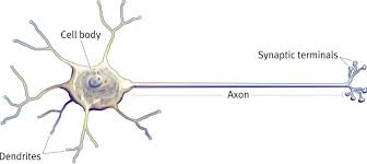 neuron.jpg